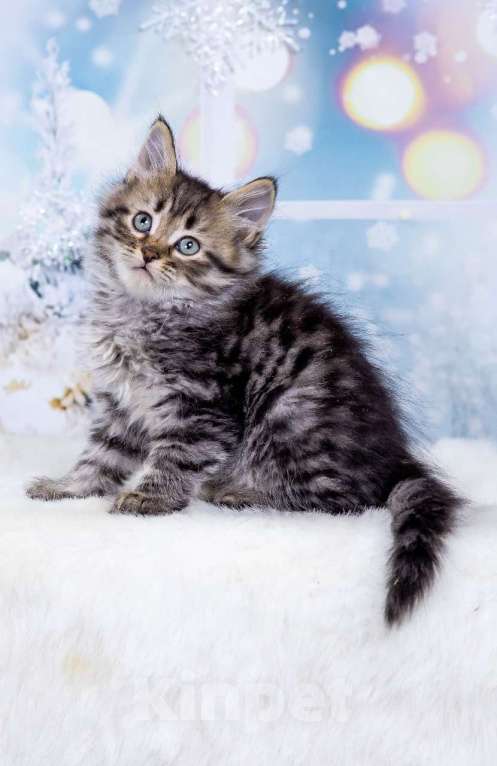 Кошки в Москве: Мальчик Эндрю Мальчик, 50 000 руб. - фото 2