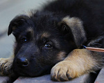 Собаки в Подольске: щенки немецкой овчарки Мальчик, Бесплатно - фото 5
