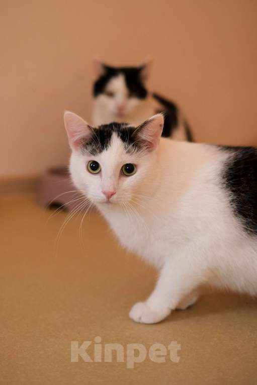 Кошки в Санкт-Петербурге: Лунтик из приюта в добрые руки Мальчик, Бесплатно - фото 10