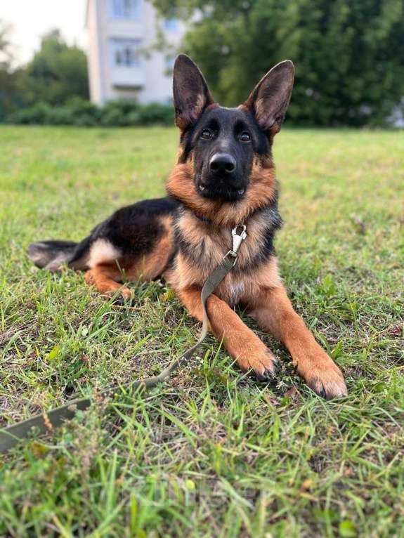 Собаки в Владимире: Щенок немецкой овчарки  Мальчик, 35 000 руб. - фото 4