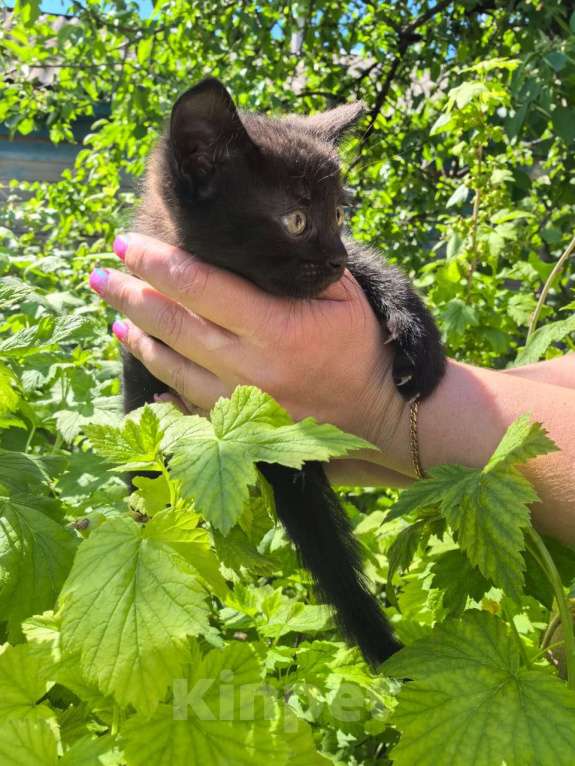 Кошки в Оренбурге: Котёнок черный Девочка, Бесплатно - фото 3