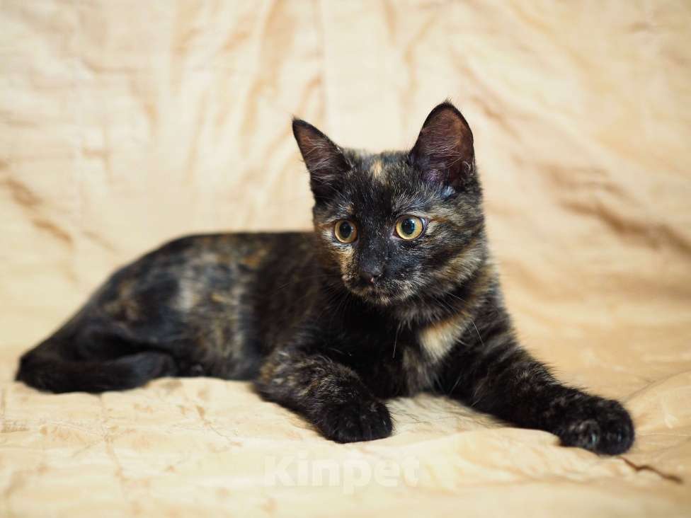 Кошки в Москве: Очень ласковый котёнок в добрые руки  Девочка, Бесплатно - фото 2