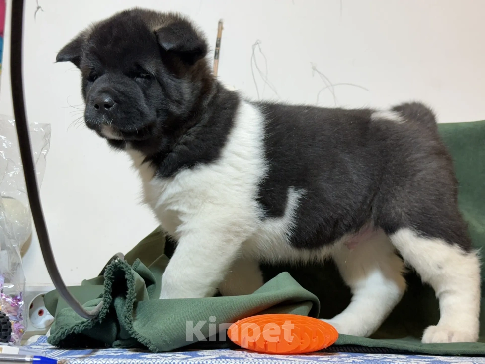 Собаки в Стерлитамаке: щенки Американской Акиты Мальчик, 50 000 руб. - фото 5