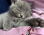 Кошки в московском: Британский котенок  Мальчик, 15 руб. - фото 2