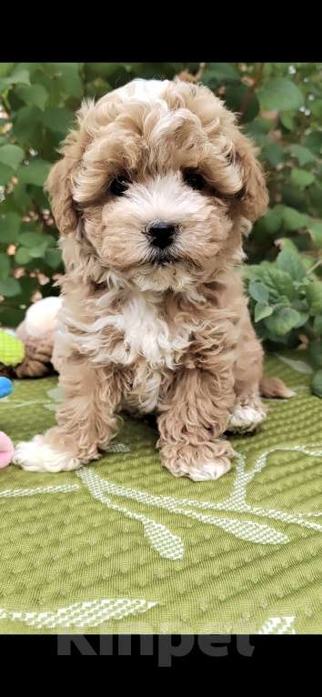 Собаки в Краснодаре: Щенки Мальтипу  Мальчик, Бесплатно - фото 2