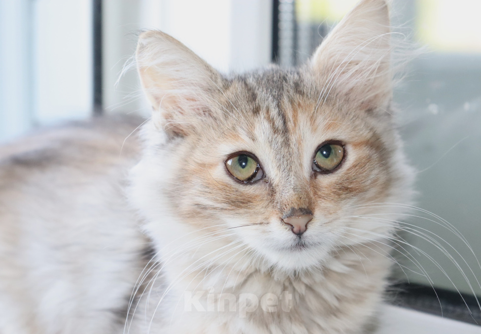 Кошки в Куровском: Котята даром в добрые руки Разнополые, Бесплатно - фото 3