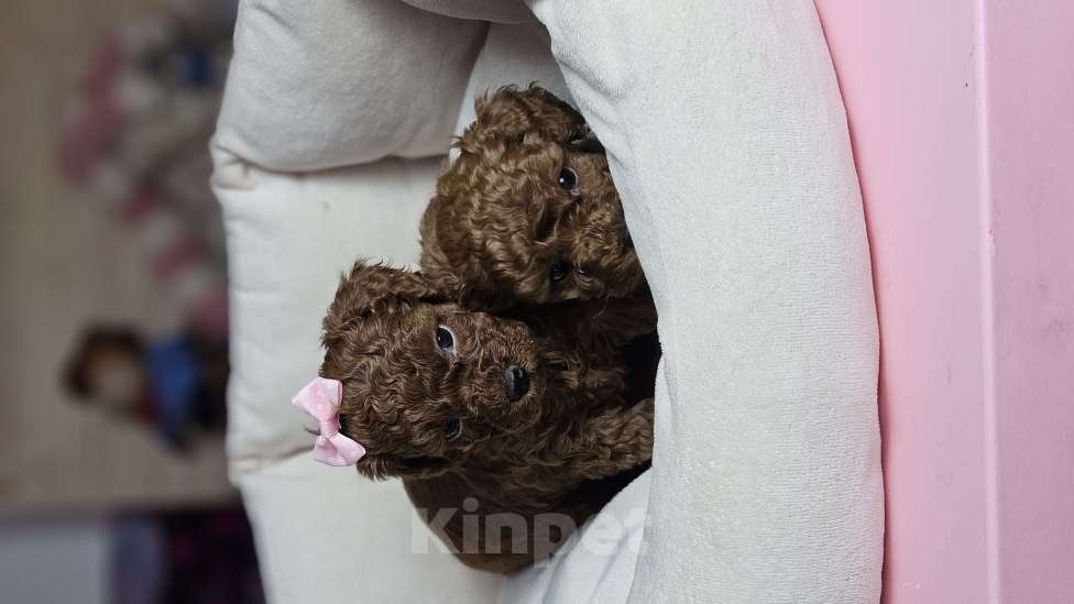 Собаки в Химках: Той-пудель щенки мальчики Мальчик, 200 000 руб. - фото 3