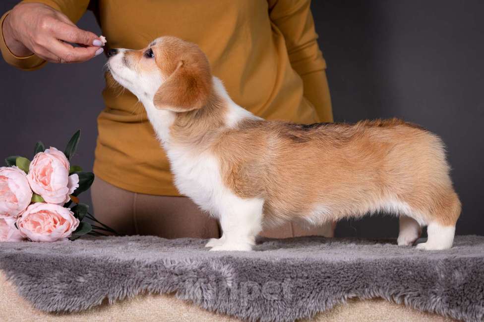 Собаки в Москве: Продам щенка вельш корги пемброк Девочка, 70 000 руб. - фото 4