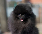Собаки в Челябинске: Черная красотка Девочка, 45 000 руб. - фото 7