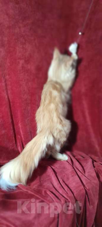 Кошки в Москве: Мейн-кун кошка Девочка, 50 000 руб. - фото 4