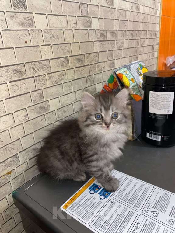 Кошки в Иркутске: Британские котята Мальчик, 5 000 руб. - фото 4