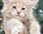 Кошки в Санкт-Петербурге: Котята Мейн Кун  Мальчик, 45 000 руб. - фото 1