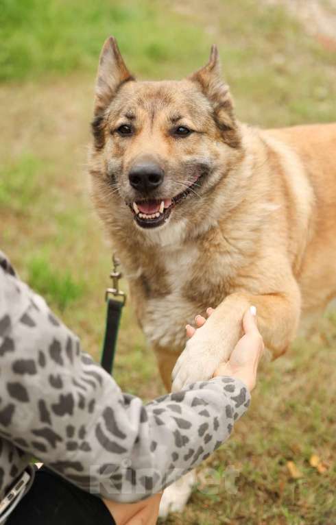 Собаки в Химках: Рыжий Мальчик, Бесплатно - фото 5