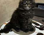 Кошки в Твери: мейн кун котята Мальчик, 40 000 руб. - фото 1