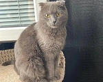 Кошки в Москве: Британская кошечка найдена на улице Девочка, Бесплатно - фото 5