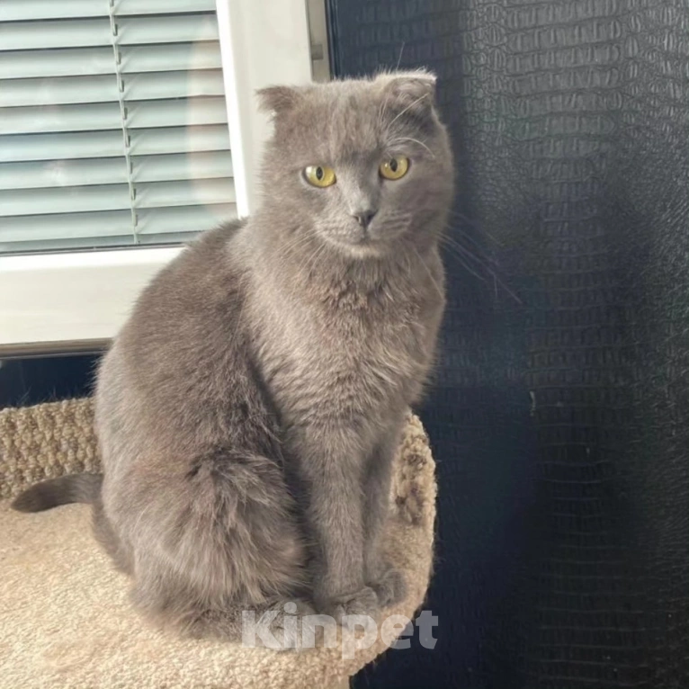 Кошки в Москве: Британская кошечка найдена на улице Девочка, Бесплатно - фото 5