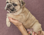 Собаки в Москве: Плюшевый малыш французский бульдог  Мальчик, 150 000 руб. - фото 5