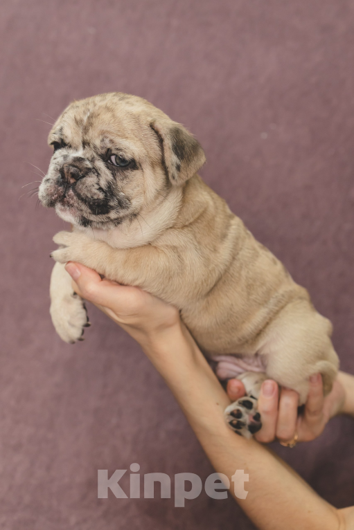 Собаки в Москве: Плюшевый малыш французский бульдог  Мальчик, 150 000 руб. - фото 5