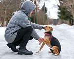 Собаки в Домодедово: Милая и добрая Люси ищет дом! Девочка, Бесплатно - фото 3
