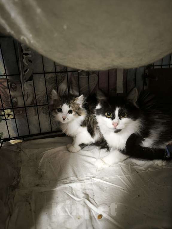 Кошки в Санкт-Петербурге: Мальчик и девочка очень пушистые трусливые Мальчик, Бесплатно - фото 2