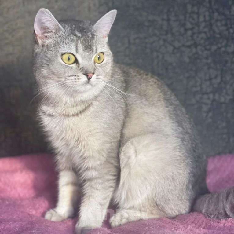 Кошки в Москве: Молодого породистого котика выкинули Мальчик, Бесплатно - фото 3