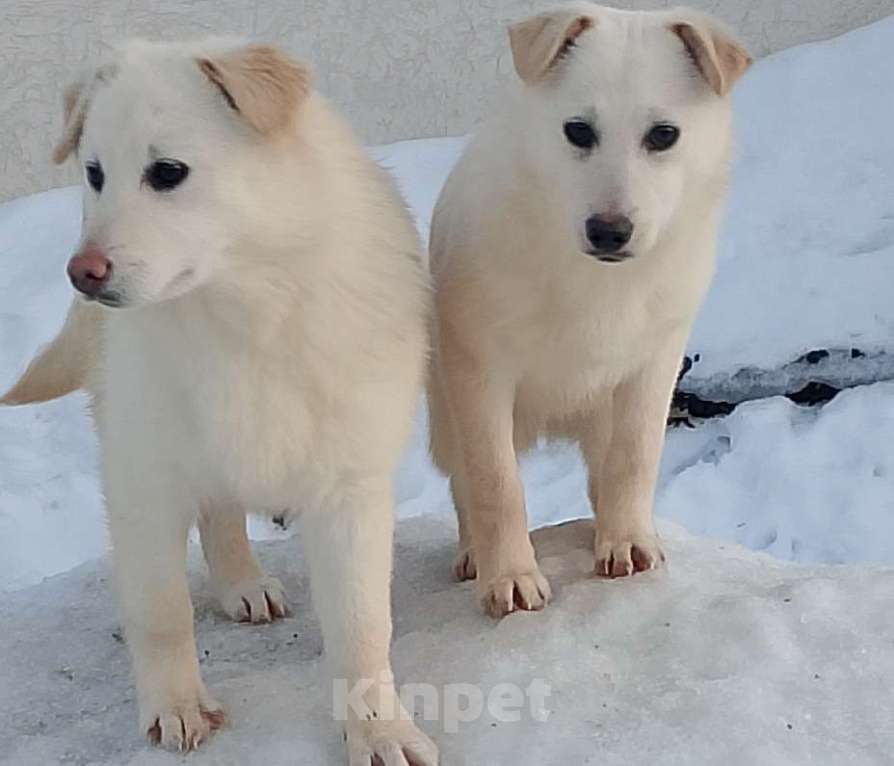 Собаки в других городах Рязанской области: Щенки в добрые руки. Разнополые, Бесплатно - фото 6