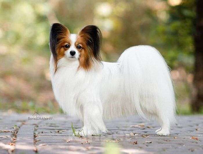 Собаки в Москве: Щенок папийона с сердечком на спине Мальчик, 80 000 руб. - фото 4