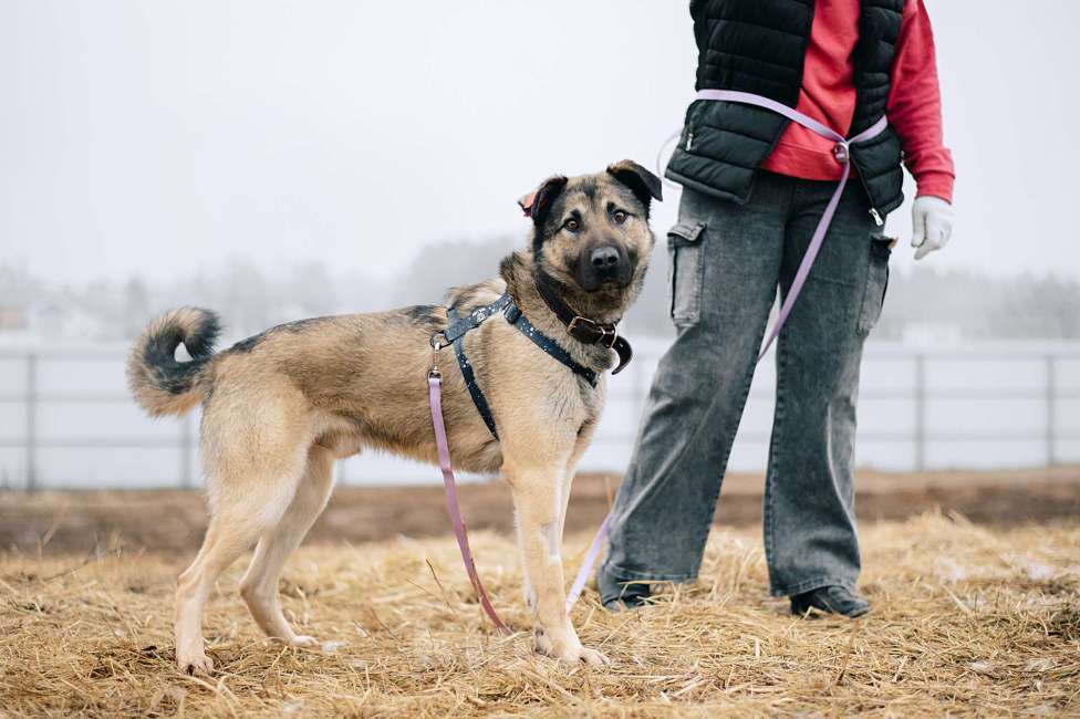 Собаки в Москве: Лукас Мальчик, Бесплатно - фото 1