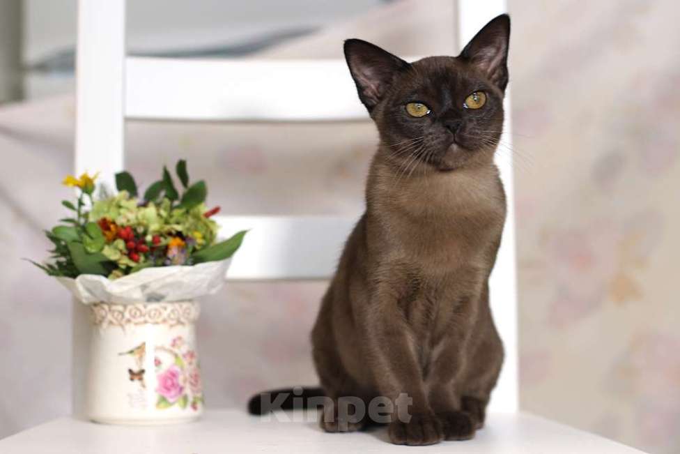 Кошки в Москве: Бурма - котята из питомника Девочка, 90 000 руб. - фото 4
