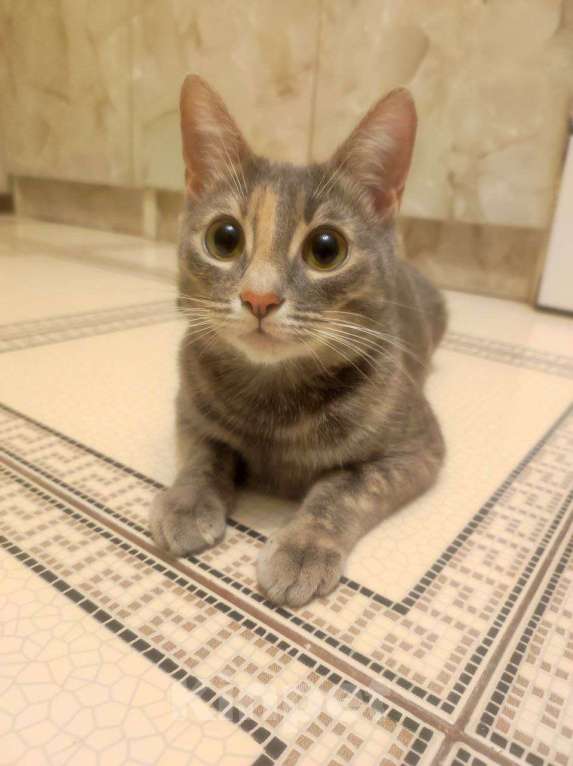 Кошки в Реутове: Кошечку в добрые руки Девочка, Бесплатно - фото 1