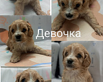 Собаки в Краснодаре: Щенки Кавапу девочки Девочка, 65 000 руб. - фото 2