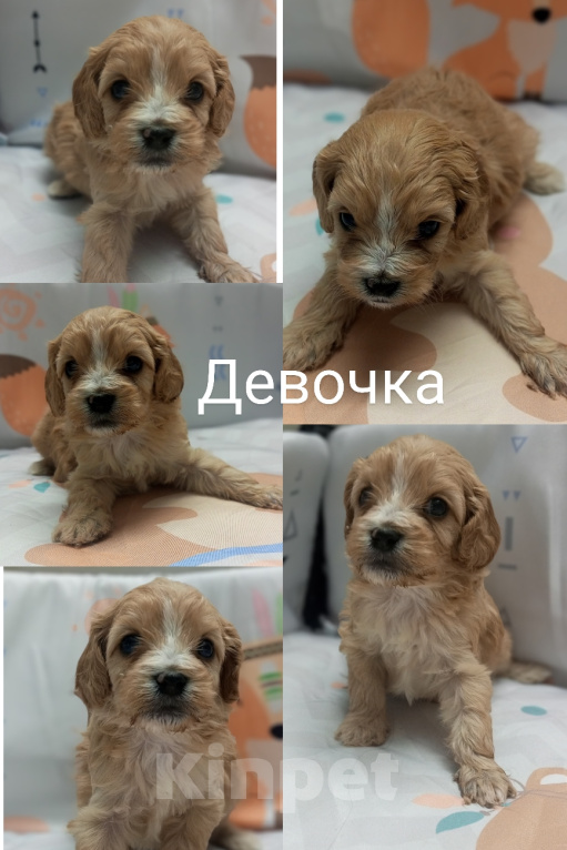 Собаки в Краснодаре: Щенки Кавапу девочки Девочка, 65 000 руб. - фото 2