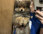 Собаки в Екатеринбурге: Продам щеночка шпица  Мальчик, 10 000 руб. - фото 2