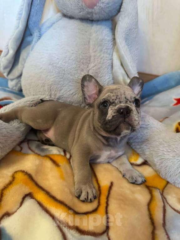 Собаки в Саратове: Мальчик мерле Мальчик, 50 000 руб. - фото 7