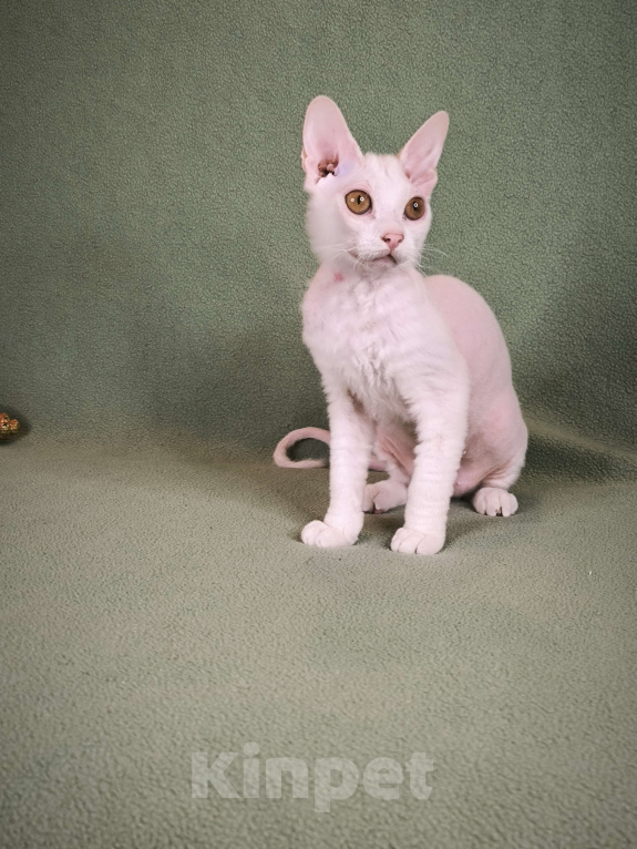 Кошки в Москве: Элитные котята левкой Девочка, Бесплатно - фото 3