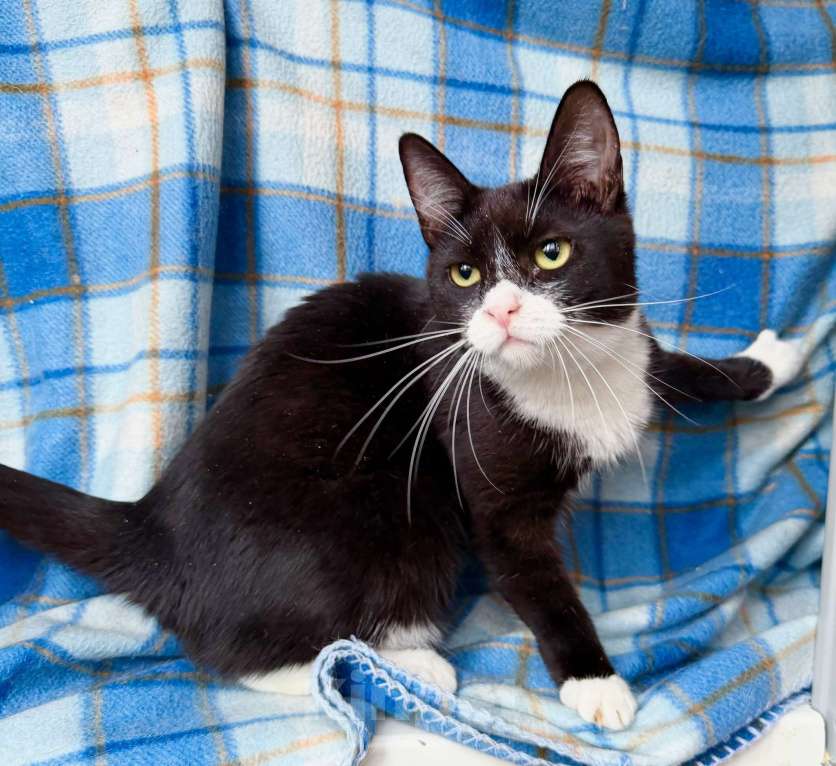 Кошки в Москве: Котенок Лола - идеальный по характеру ребенок в добрые руки Девочка, Бесплатно - фото 2