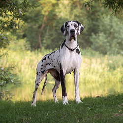 Немецкий дог