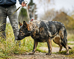 Собаки в Москве: Шикарная зонарная овчарка ищет дом Девочка, Бесплатно - фото 3