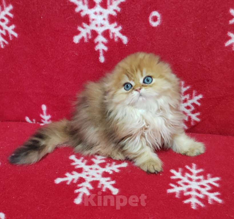 Кошки в Москве: Котик хайленд золотой мраморный Мальчик, 40 000 руб. - фото 2