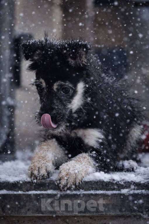 Собаки в Лосином-Петровском: Чапа якутята из ледяного подъезда Девочка, Бесплатно - фото 8
