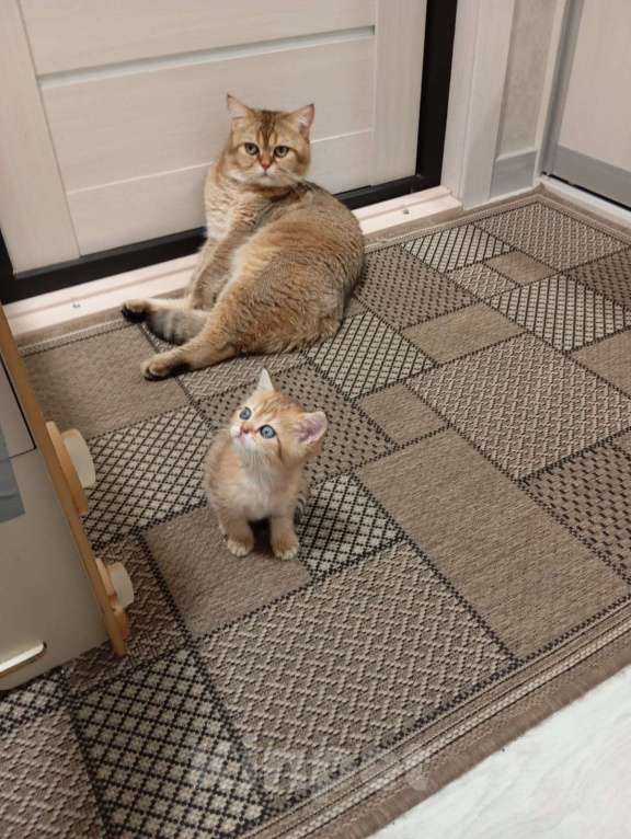 Кошки в других городах Крыма: Скотиш Страйт в разведение или в любимцы Девочка, Бесплатно - фото 2