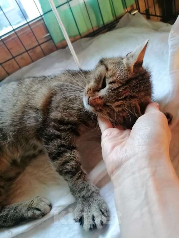 Кошки в Королеве: Кошка Масяня Девочка, Бесплатно - фото 4