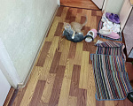 Кошки в других городах Московской области: Отдам в добрые руки двух котят, Бесплатно. Помогите не умереть от аллергии!!! Мальчик, Бесплатно - фото 3