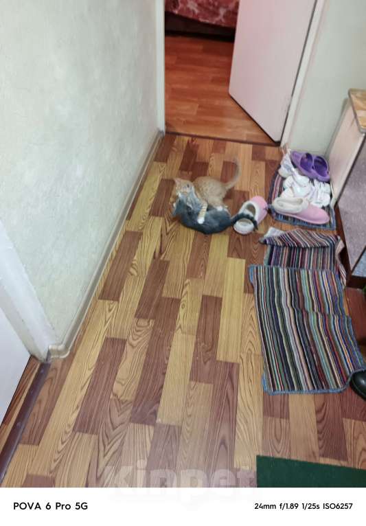 Кошки в других городах Московской области: Отдам в добрые руки двух котят, Бесплатно. Помогите не умереть от аллергии!!! Мальчик, Бесплатно - фото 3