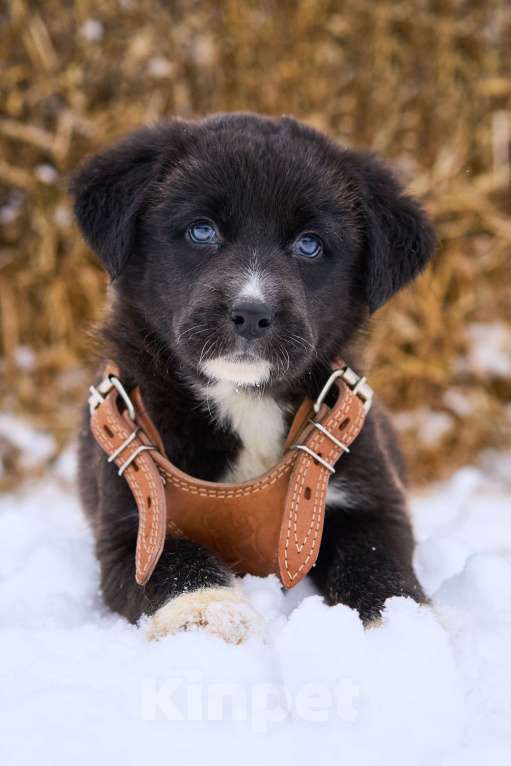 Собаки в Москве: щенок Тимка ищет дом Мальчик, Бесплатно - фото 2