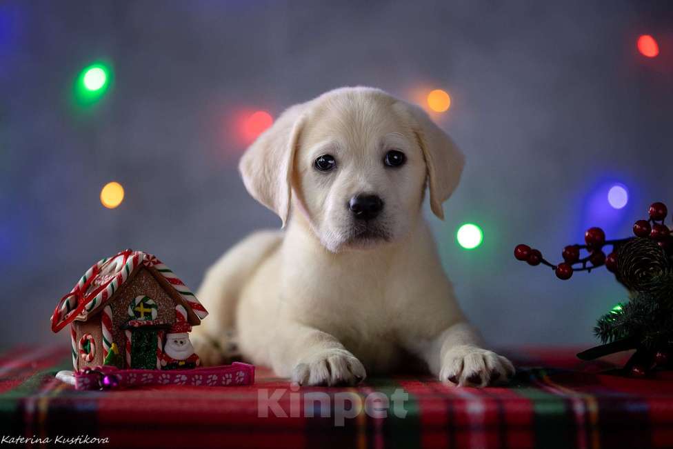 Собаки в Москве: Щенок лабрадора Девочка, 80 000 руб. - фото 1