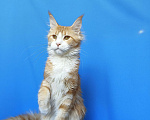 Кошки в Москве: Котенок Мейн-Кун Девочка Девочка, 40 000 руб. - фото 6