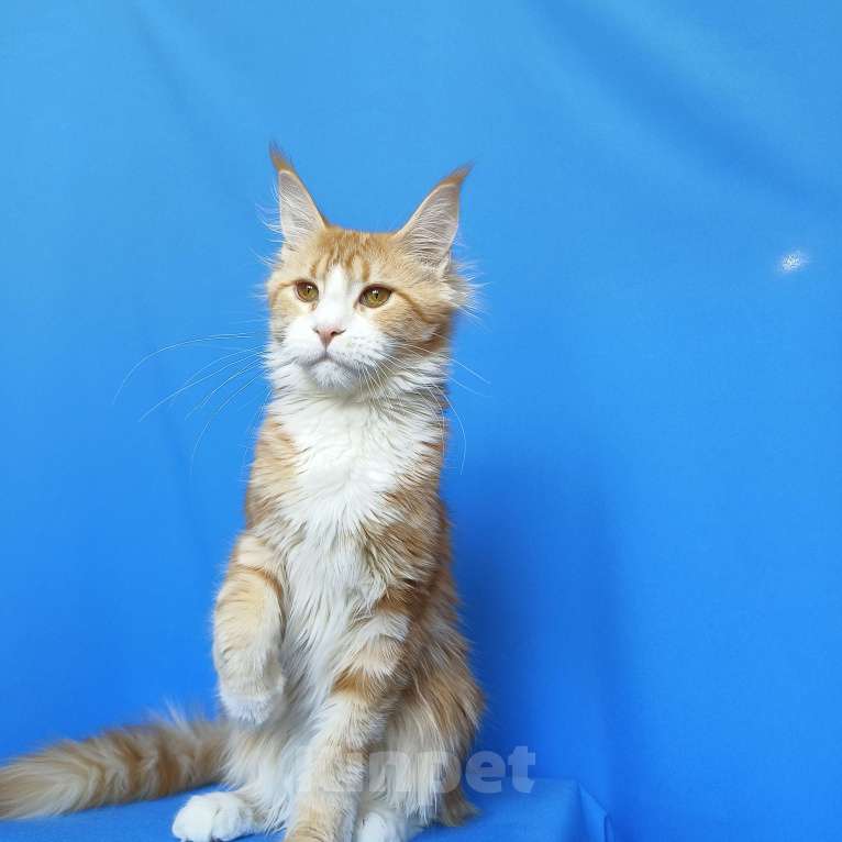 Кошки в Москве: Котенок Мейн-Кун Девочка Девочка, 40 000 руб. - фото 6