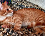 Кошки в Евпатории: Ярко-рыжая молодая кошечка Алиса в добрые руки Девочка, 1 руб. - фото 3