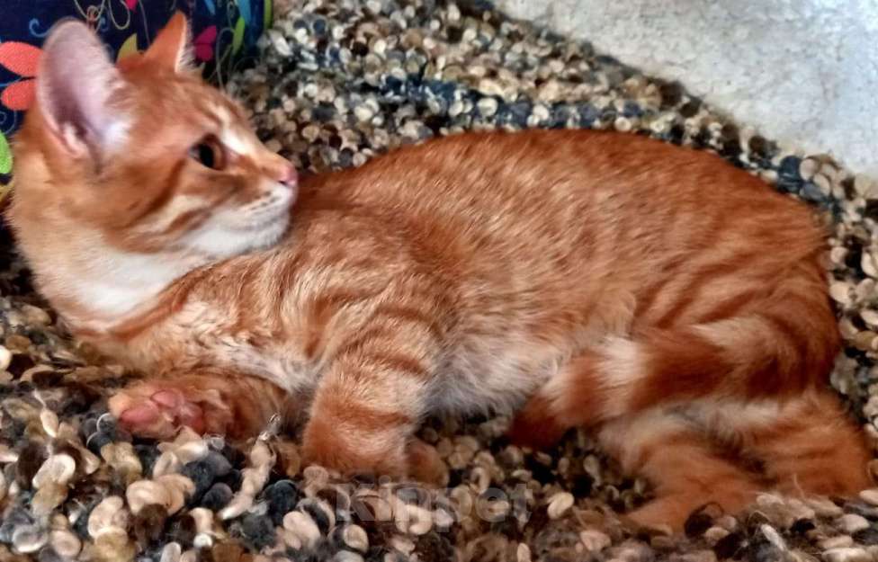 Кошки в Евпатории: Ярко-рыжая молодая кошечка Алиса в добрые руки Девочка, 1 руб. - фото 3